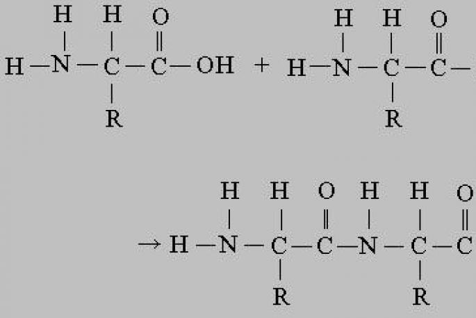 Аминокислоты обладают изомерией