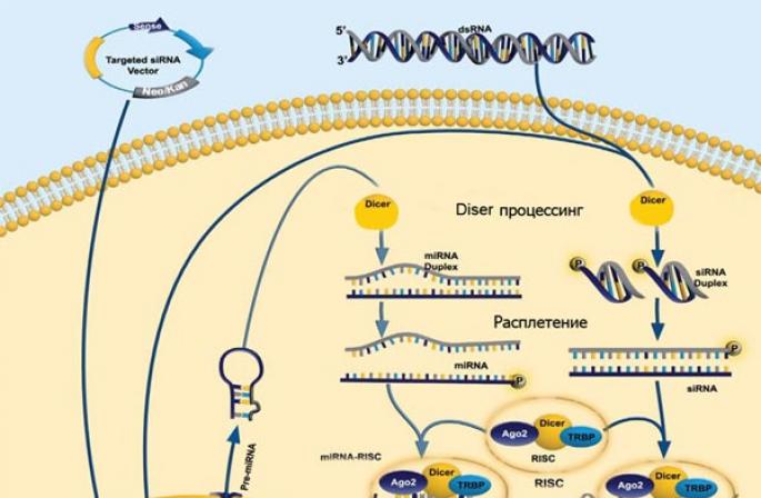 Экспрессия генов и малые рнк в онкологии Роль в клеточных процессах